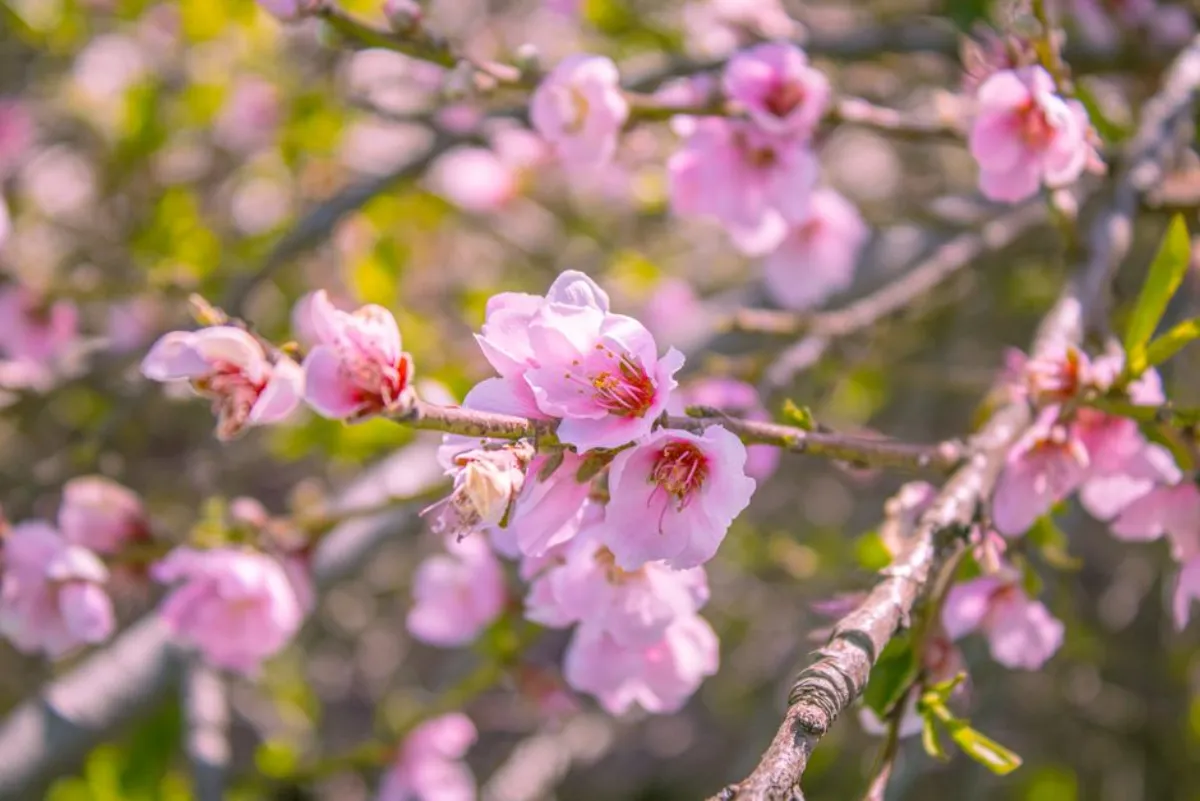 peach blossom